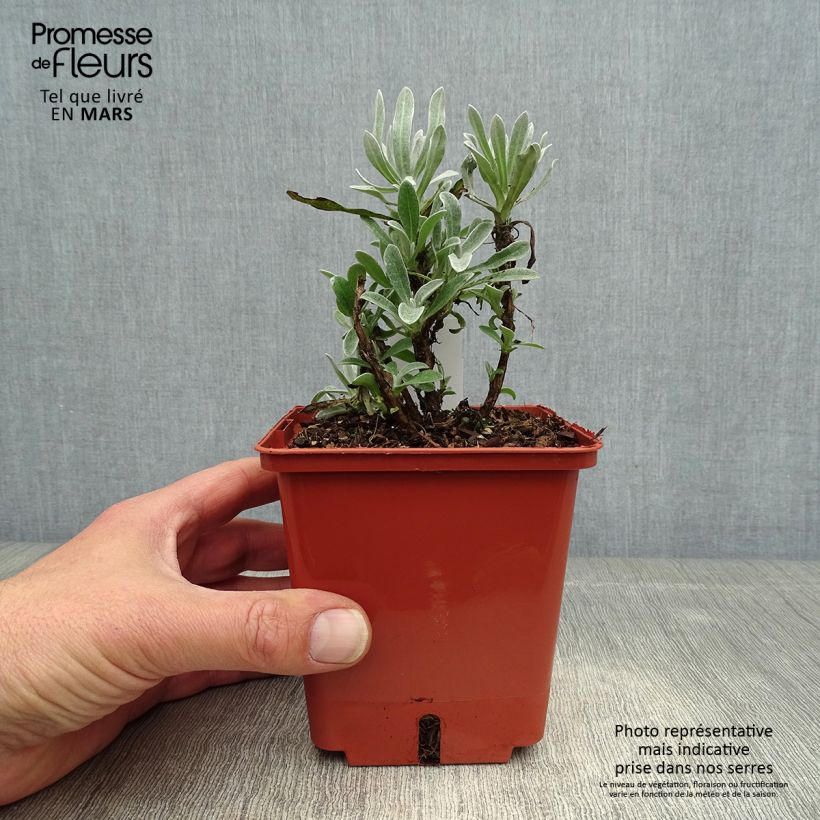 Exemplar von Helichrysum Red Jewel - Strohblume Topf mit 1L/1,5L wie im Frühjahr geliefert