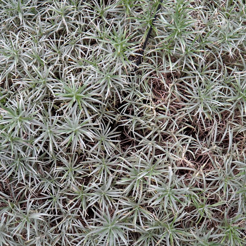 Strohblume Tall Curry - Helichrysum angustifolium (Laub)