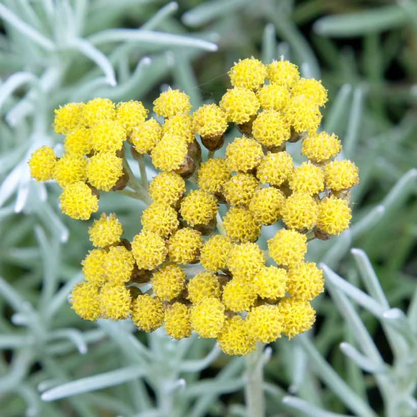 Strohblume Tall Curry - Helichrysum angustifolium (Blüte)