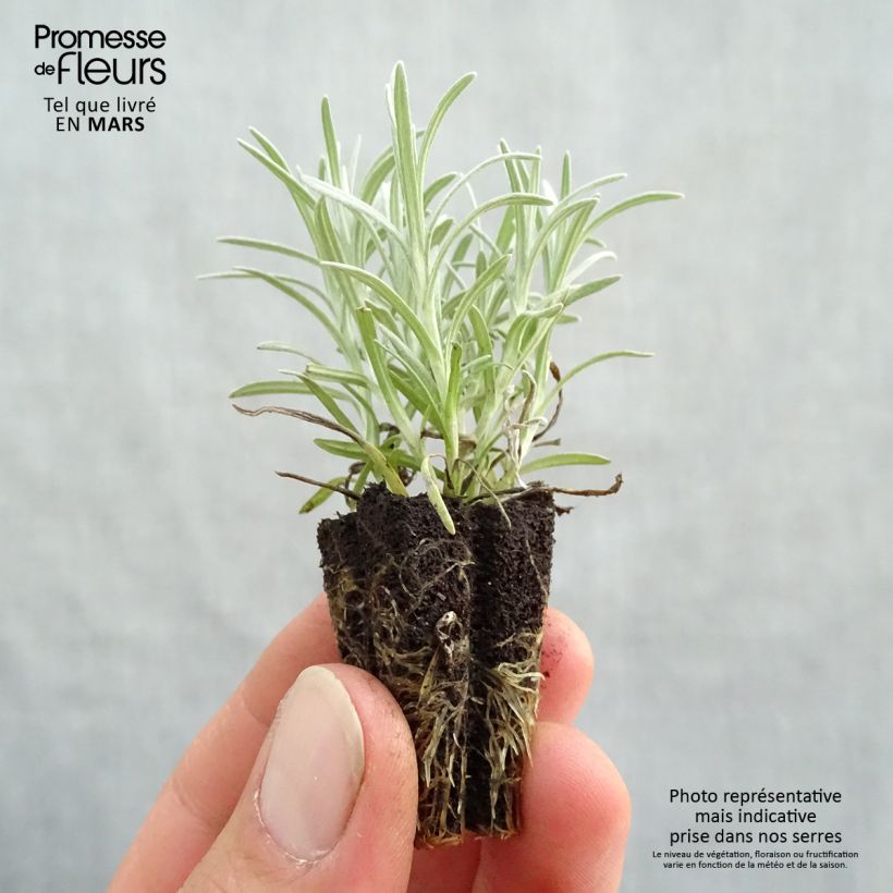 Exemplar von Strohblume Bio Pflanzen - Helichrysum italicum Mini-Plug Ø 3/4 cm wie im Frühjahr geliefert