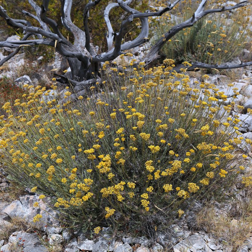 Strohblume Bio Pflanzen - Helichrysum italicum (Wuchs)