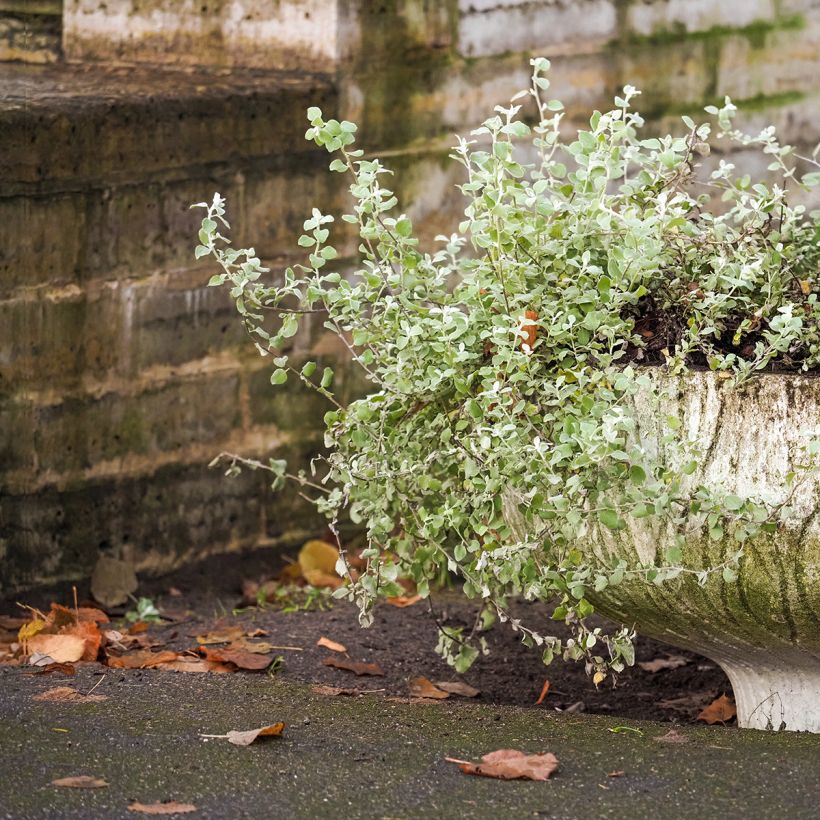 Helichrysum petiolare Silver - Strohblume (Wuchs)