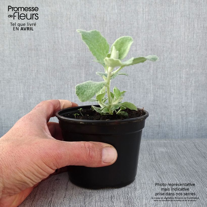 Exemplar von Helichrysum petiolare Silver - Strohblume Kleine Töpfe von 8/9 cm wie im Frühjahr geliefert