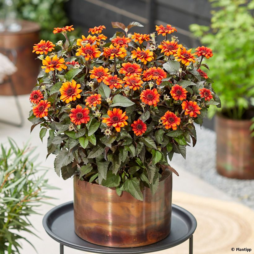 Heliopsis helianthoides Luna Roja - Sonnenauge (Wuchs)