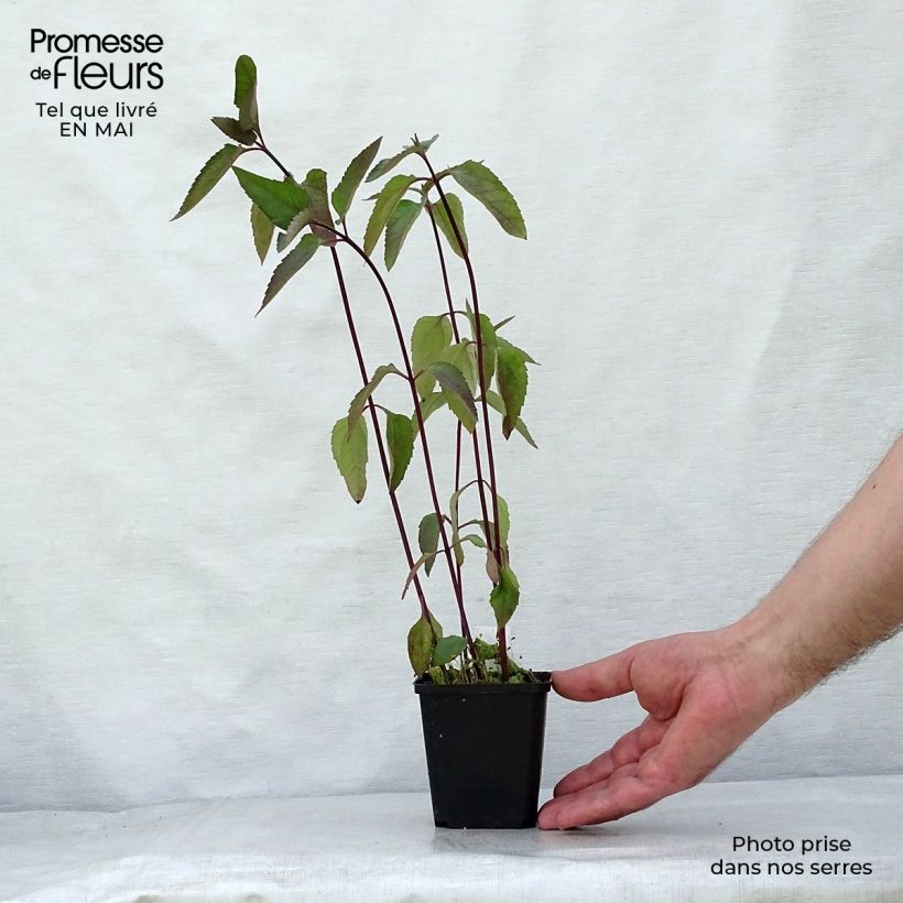 Example of Heliopsis helianthoides var. scabra Burning Hearts - Sonnenauge Kleine Töpfe von 8/9 cm as you get in printemps