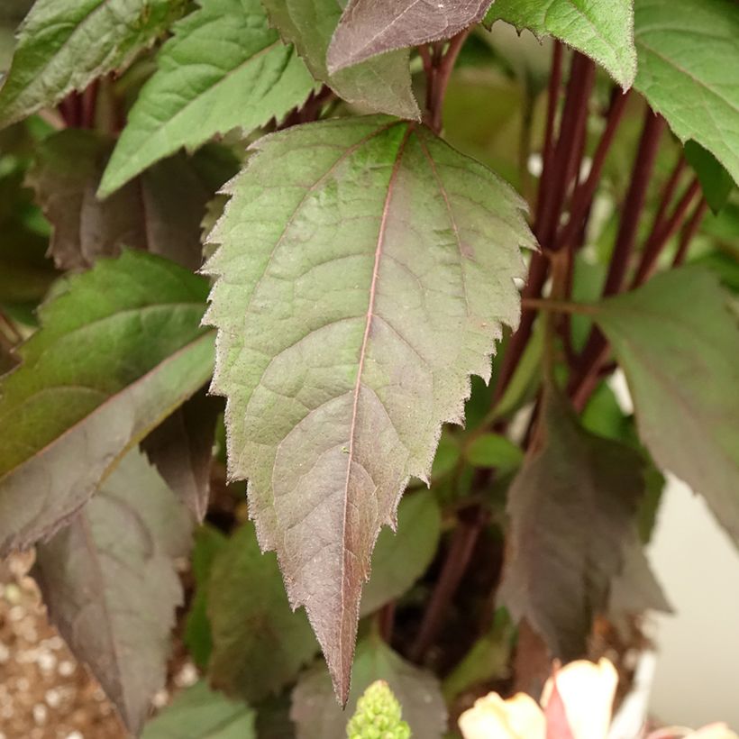 Heliopsis helianthoides var. scabra Funky Spinner - Sonnenauge (Foliage)