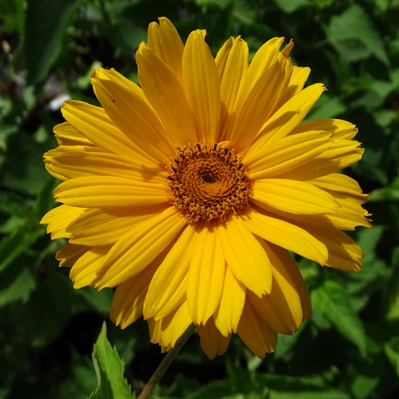 Heliopsis helianthoides Mars - Sonnenauge (Blüte)