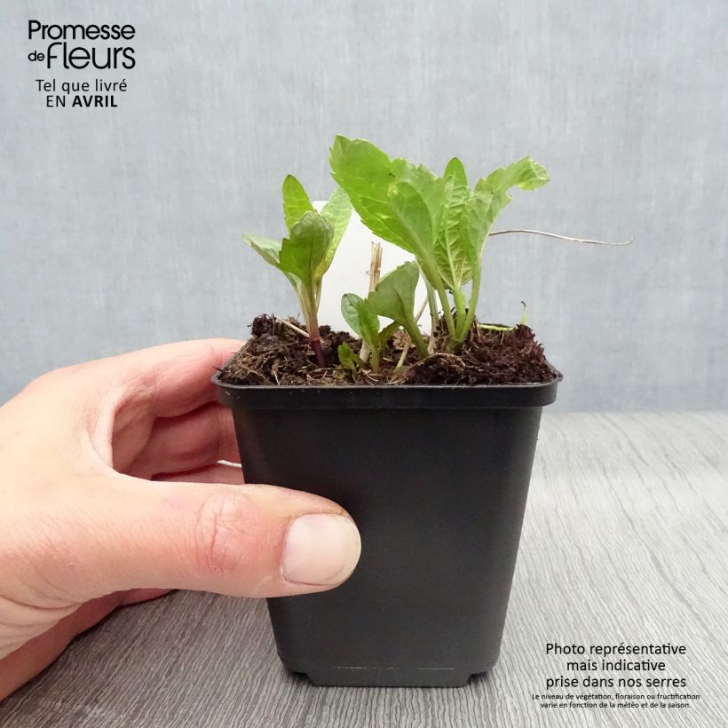 Example of Heliopsis helianthoides var. scabra Summer Sun - Sonnenauge Kleine Töpfe von 7/8 cm as you get in printemps