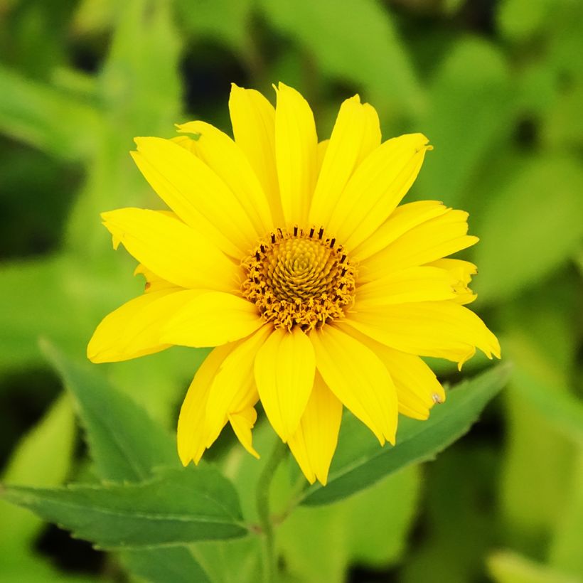 Heliopsis helianthoides var. scabra Summer Sun - Sonnenauge (Flowering)