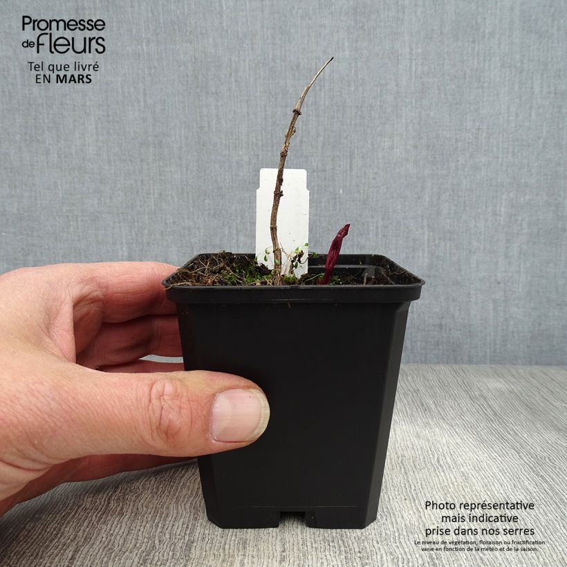 Exemplar von Heliopsis helianthoides var. scabra Venus - Sonnenauge Kleine Töpfe von 8/9 cm wie im Frühjahr geliefert