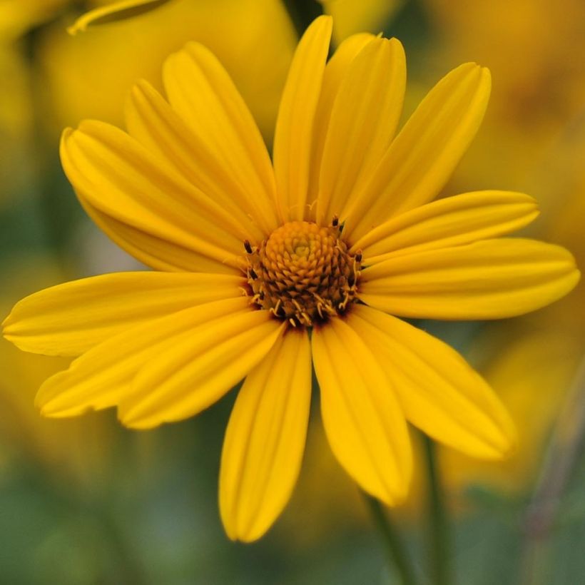 Heliopsis helianthoïdes var. scabra - Sonnenauge (Flowering)