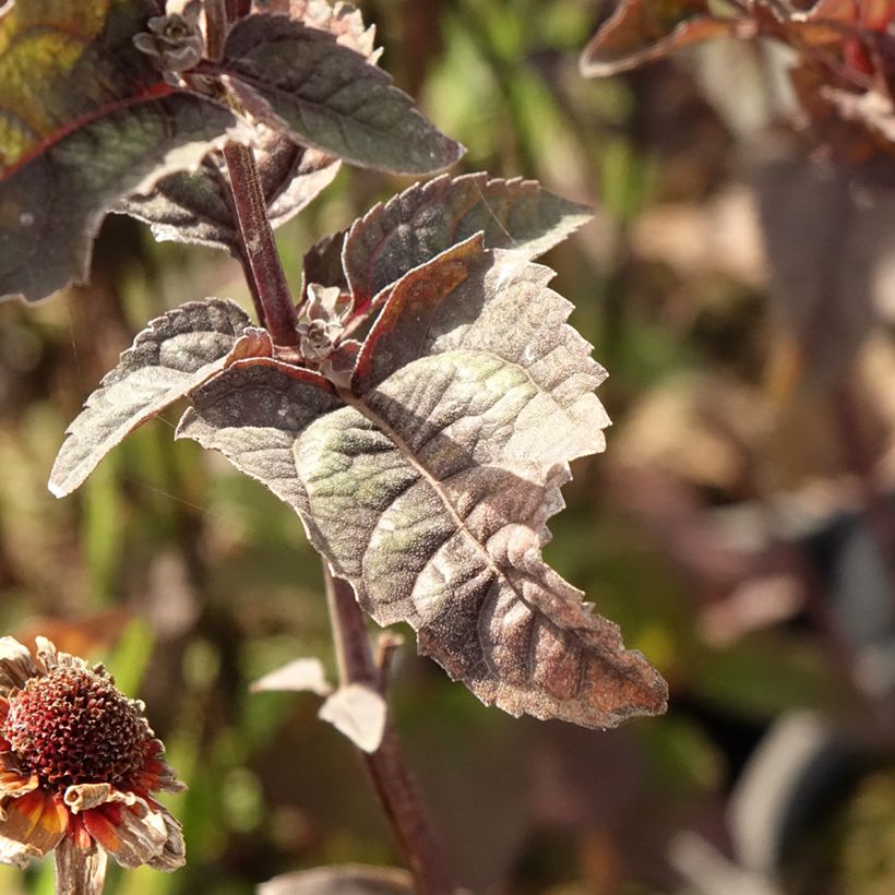 Heliopsis helianthoïdes var. scabra Fire Twister - Sonnenauge (Foliage)