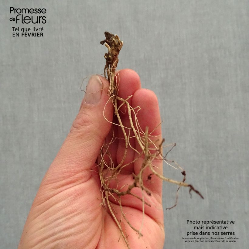 Example of Heliopsis helianthoïdes var. scabra Fire Twister - Sonnenauge Wurzelnackt as you get in hiver