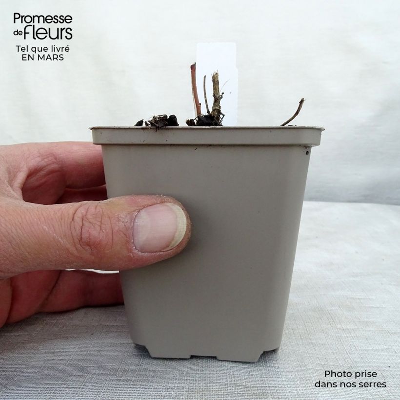 Example of Heliopsis helianthoïdes var. scabra - Sonnenauge Kleine Töpfe von 8/9 cm as you get in printemps