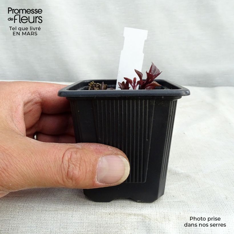 Example of Heliopsis helianthoïdes var. scabra Summer Nights - Sonnenauge Kleine Töpfe von 8/9 cm as you get in printemps