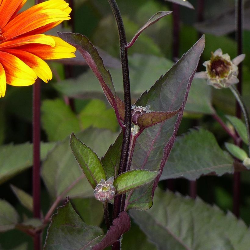 Heliopsis helianthoides var. scabra Burning Hearts - Sonnenauge (Foliage)