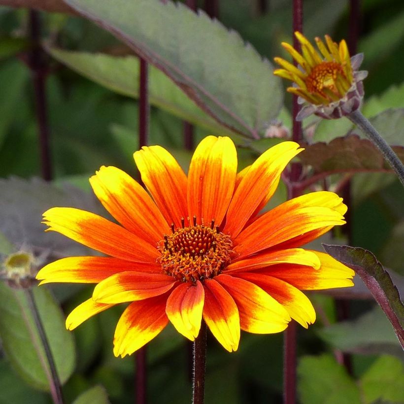 Heliopsis helianthoides var. scabra Burning Hearts - Sonnenauge (Flowering)