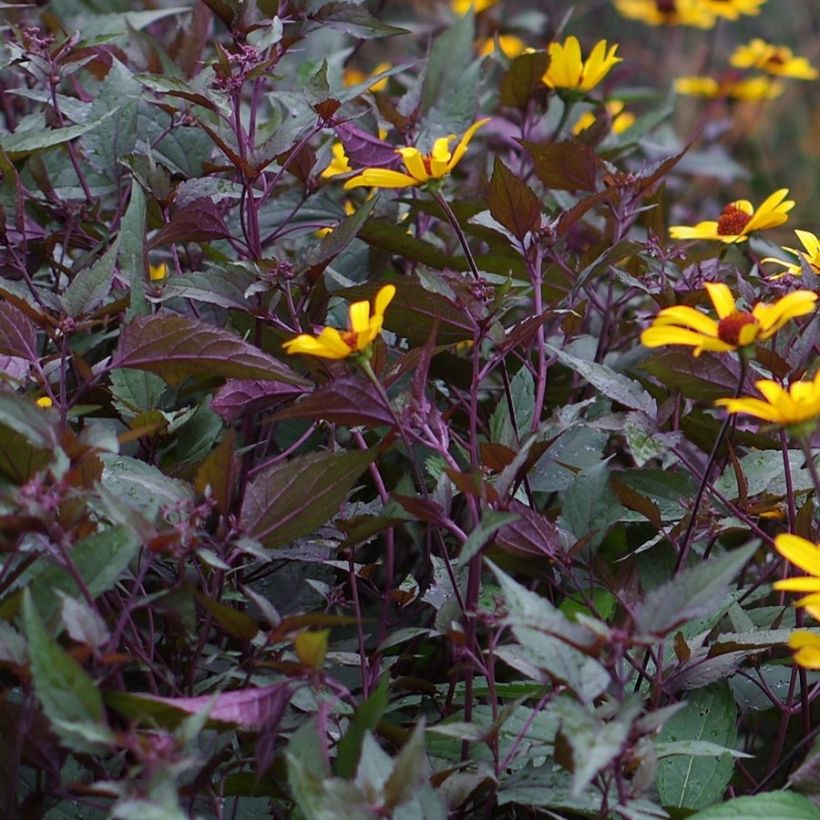 Heliopsis helianthoïdes var. scabra Summer Nights - Sonnenauge (Foliage)