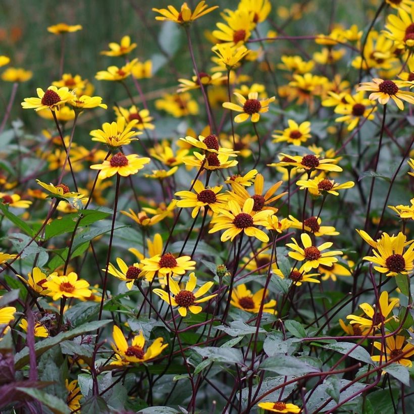 Heliopsis helianthoïdes var. scabra Summer Nights - Sonnenauge (Flowering)