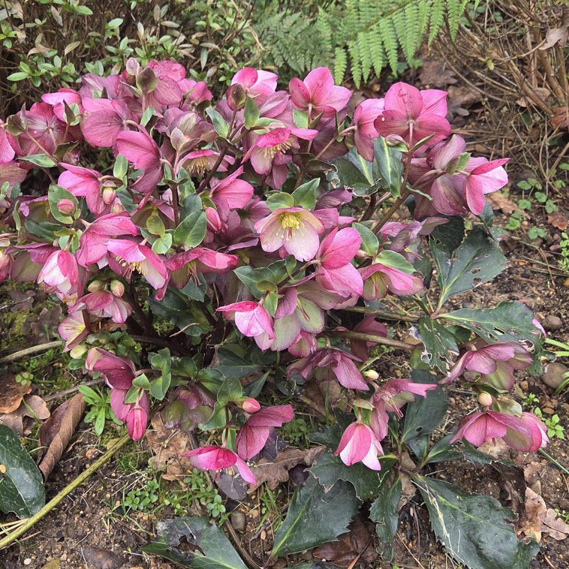 Helleborus orientalis HGC Ice N' Roses Picotee (Wuchs)