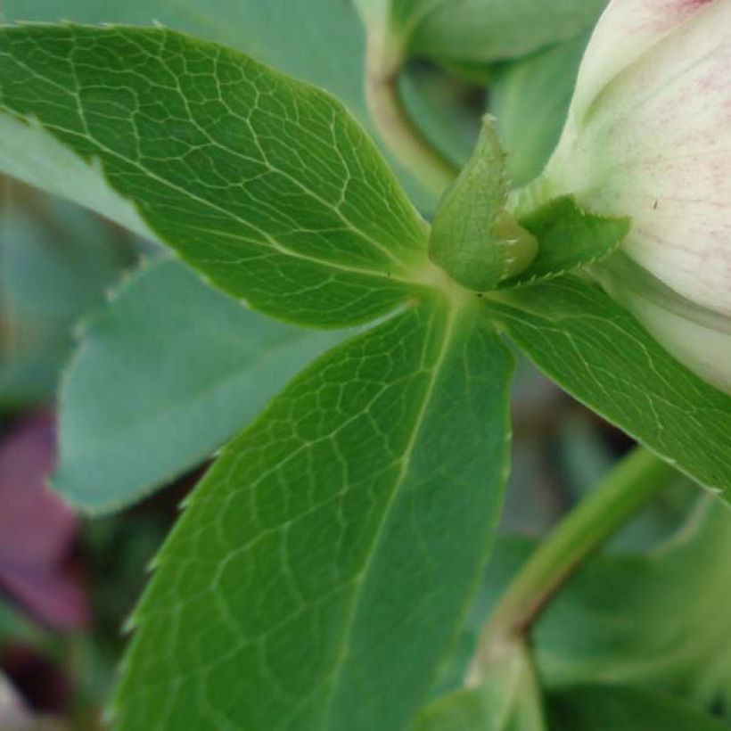 Helleborus hybridus Picotee (Laub)