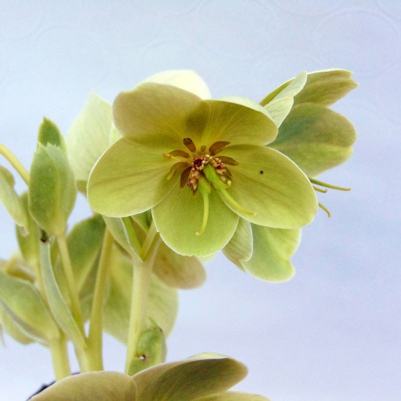Helleborus argutifolius - Korsische Nieswurz (Blüte)