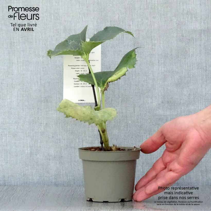 Exemplar von Helleborus argutifolius - Korsische Nieswurz Topf 12 cm / 13 cm wie im Frühjahr geliefert