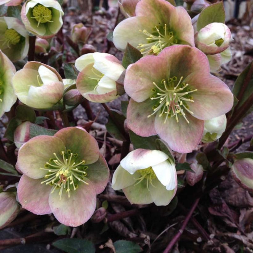 Helleborus ericsmithii (Flowering)