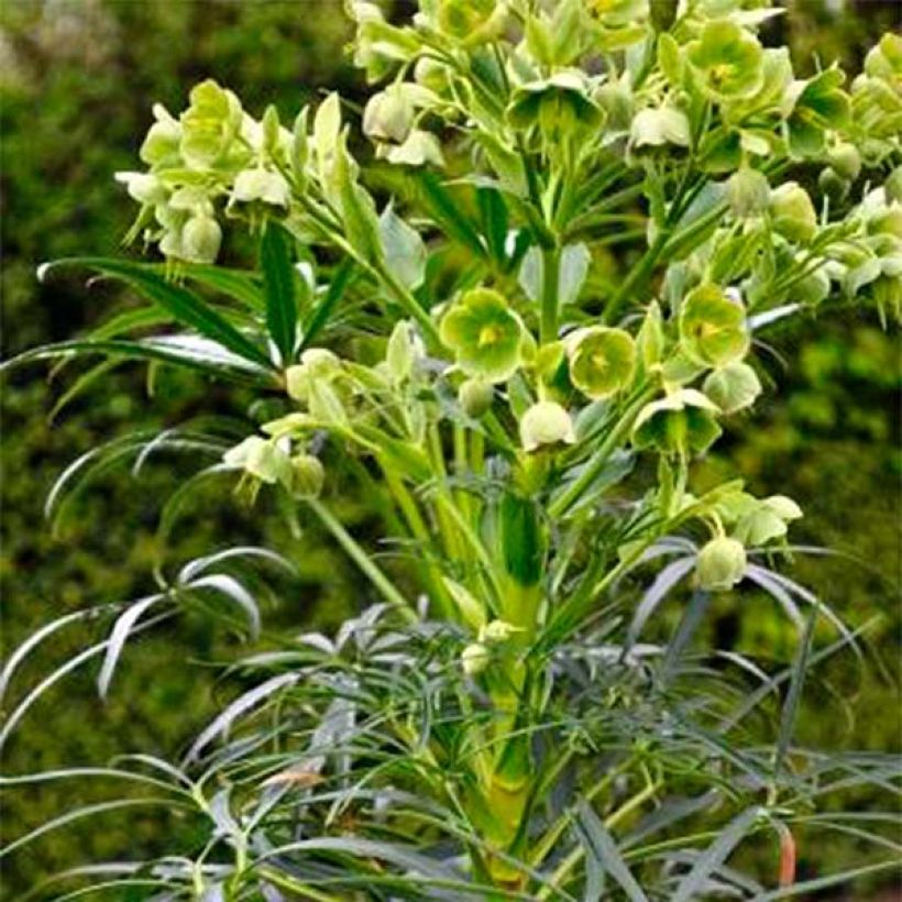 Helleborus foetidus Sopron - Stinkende Nieswurz (Wuchs)