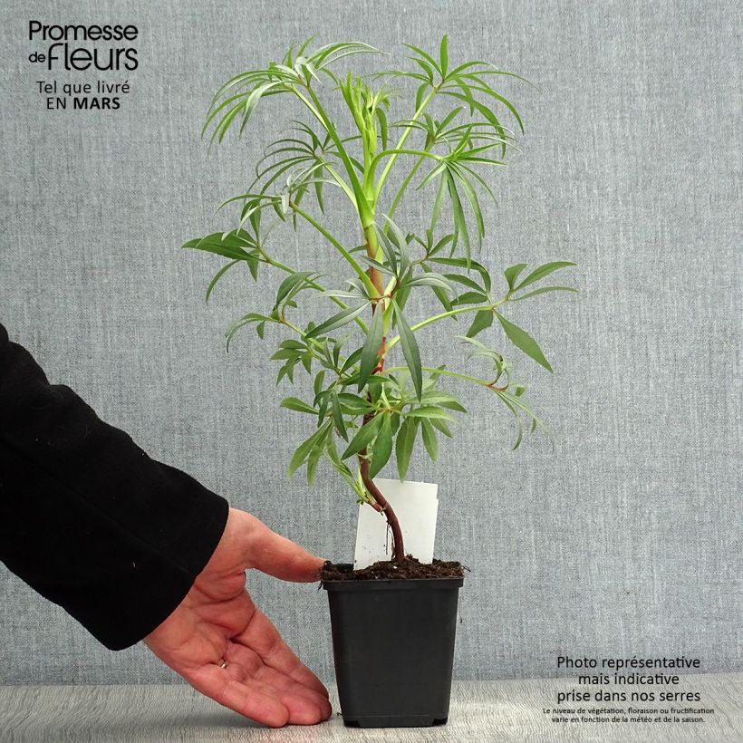 Exemplar von Helleborus foetidus Wester Flisk Group - Stinkende Nieswurz Kleine Töpfe von 8/9 cm wie im Frühjahr geliefert