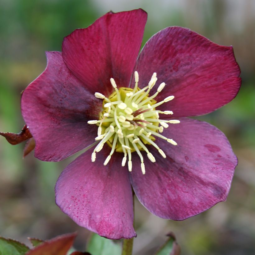 Helleborus orientalis Metallic Blue (Blüte)