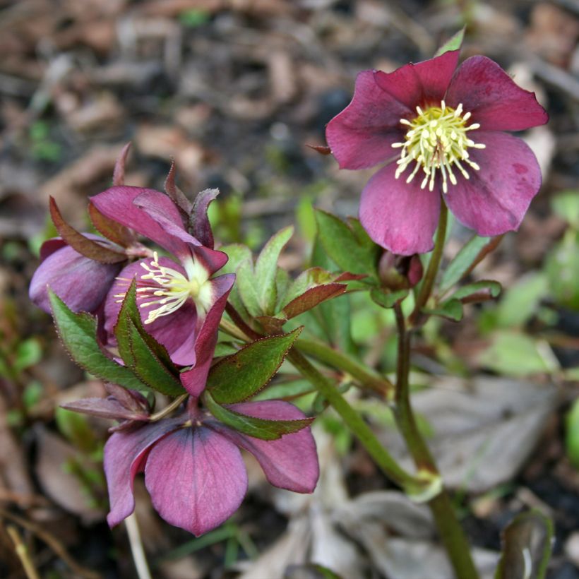 Helleborus orientalis Metallic Blue (Wuchs)