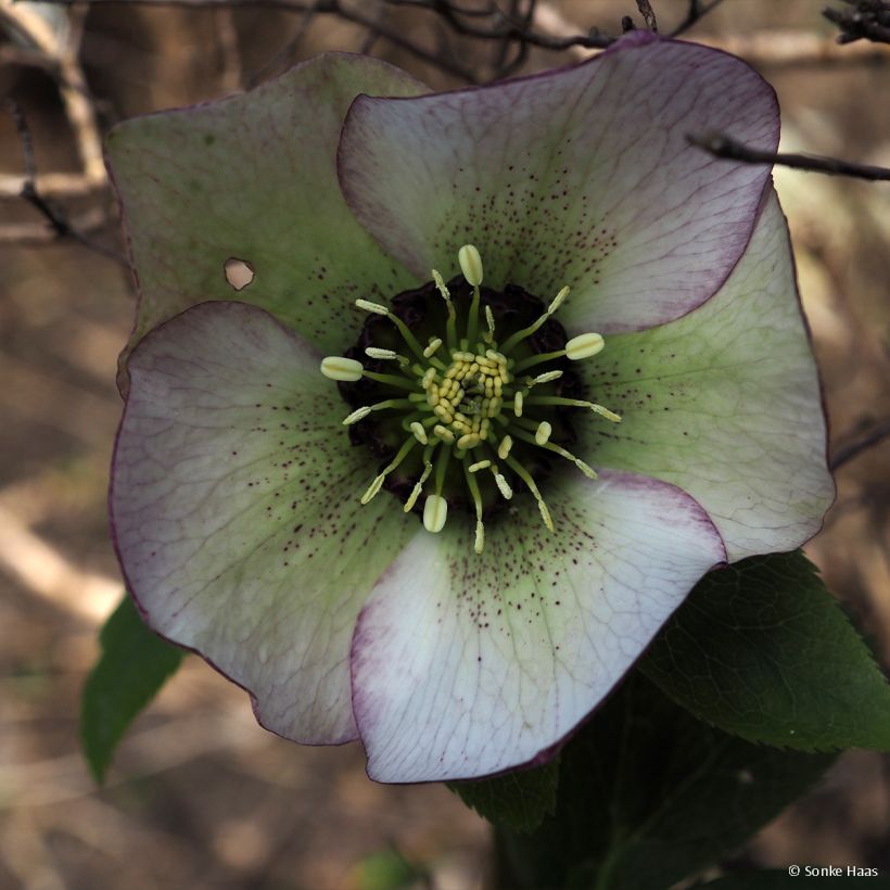 Helleborus hybridus Picotee (Blüte)