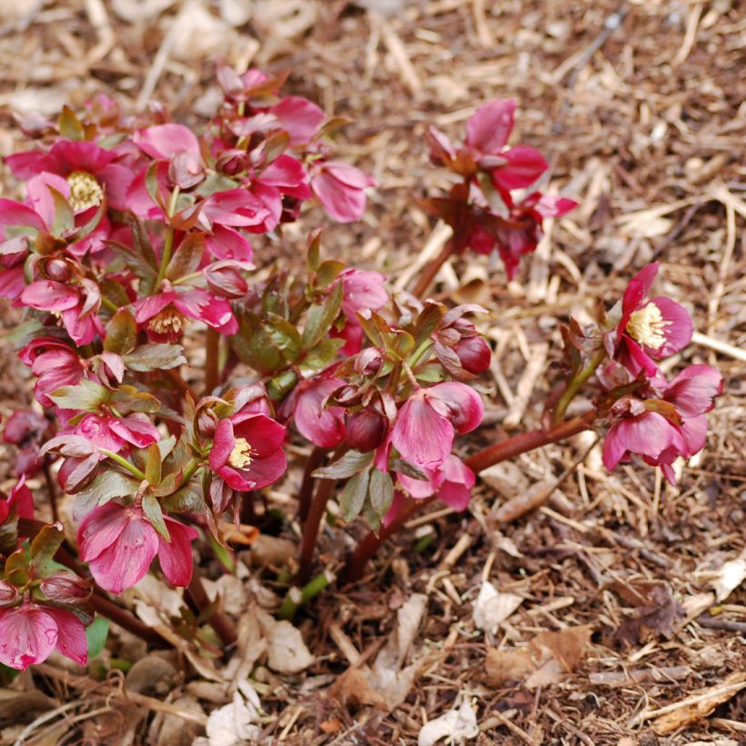 Helleborus orientalis Vesta (Wuchs)
