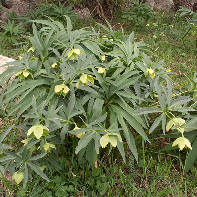 Helleborus multifidus - Geteiltblättrige Nieswurz (Wuchs)