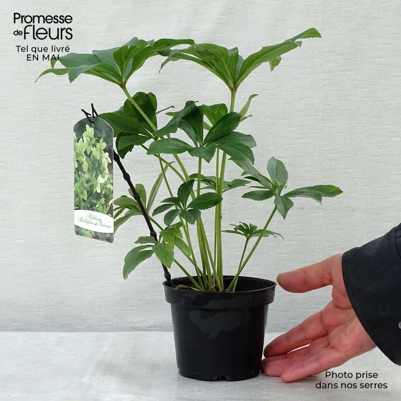 Exemplar von Helleborus multifidus ssp. bocconei Topf mit 1L/1,5L wie im Frühjahr geliefert