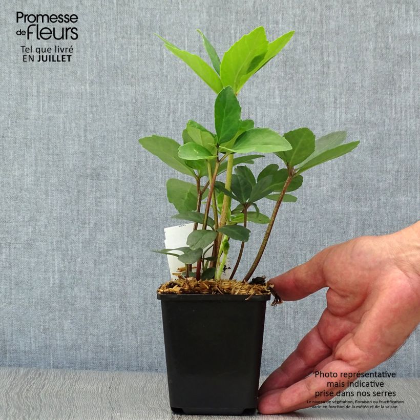 Exemplar von Helleborus niger - Schwarze Nieswurz Kleine Töpfe von 8/9 cm wie im Sommer geliefert