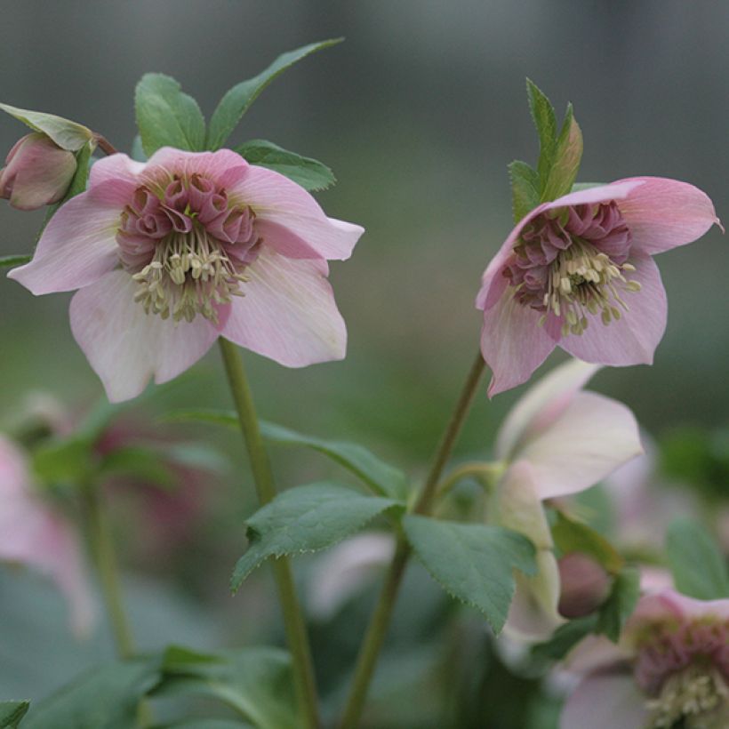 Helleborus orientalis Anemone Pink (Blüte)