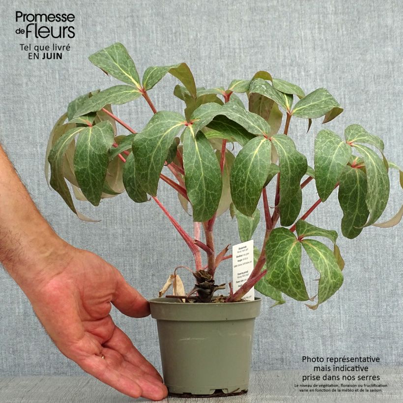 Exemplar von Helleborus sternii - Nieswurz-Hybride Topf mit 1L/1,5L wie im Sommer geliefert
