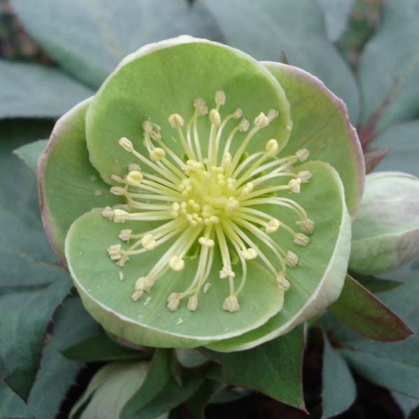 Helleborus sternii Grey Star - Nieswurz-Hybride (Blüte)