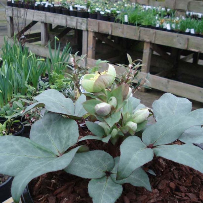 Helleborus sternii Grey Star - Nieswurz-Hybride (Wuchs)