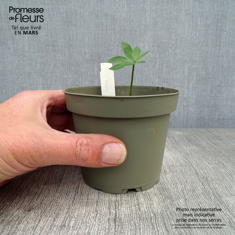 Exemplar von Helleborus torquatus Topf mit 1L/1,5L wie im Frühjahr geliefert