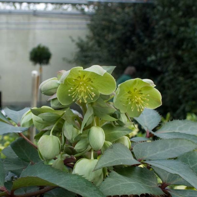 Helleborus sternii - Nieswurz-Hybride (Wuchs)