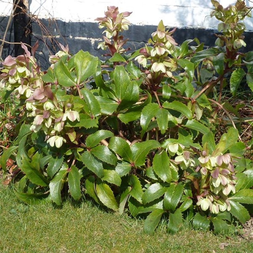 Helleborus argutifolius - Korsische Nieswurz (Wuchs)