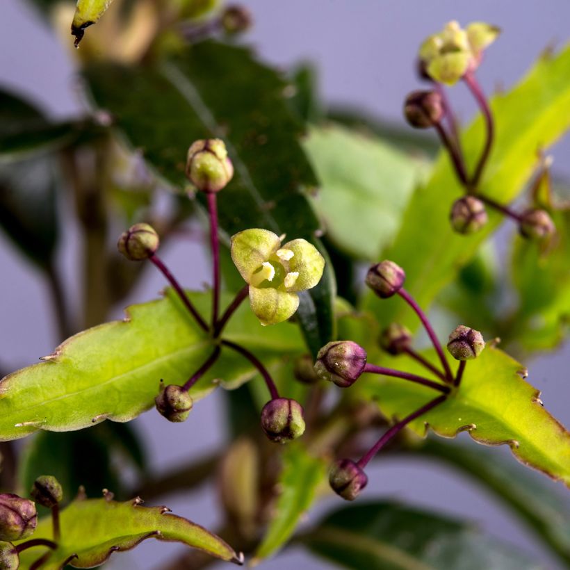 Helwingia chinensis - Chinesischer Helwingie (Flowering)