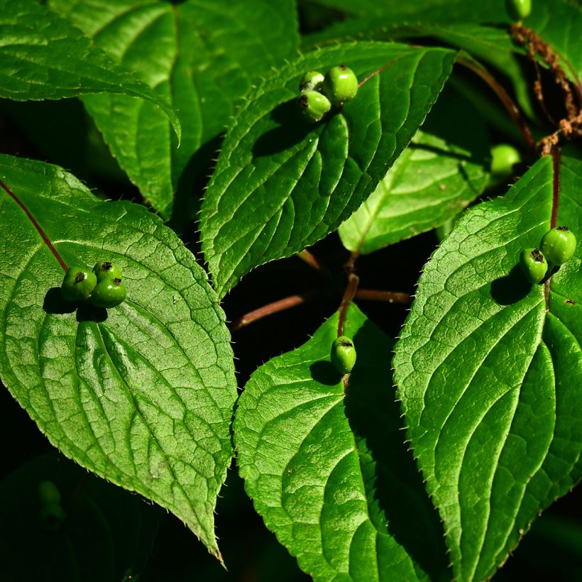 Helwingia japonica (Weiblich) - Japanischer Helwingie (Ernte)