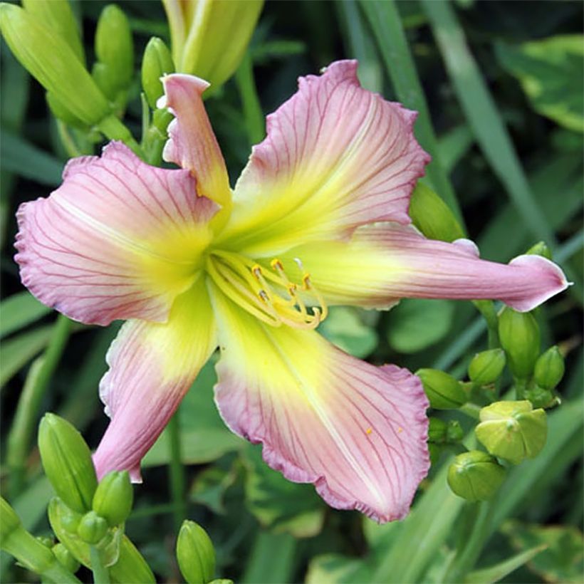 Hemerocallis Amerstone Amethyst Jewel - Taglilie (Blüte)