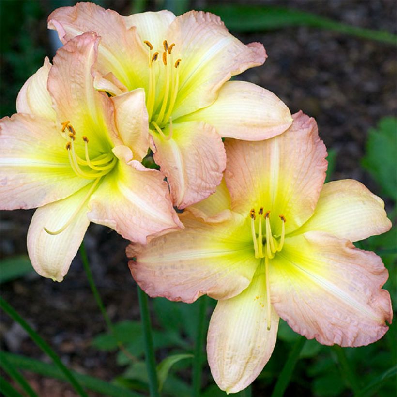 Hemerocallis Amy Stewart - Taglilie (Blüte)