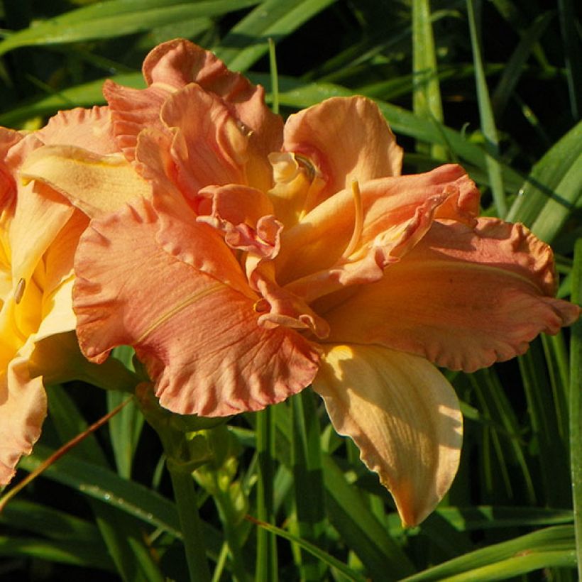 Hemerocallis Angelic Grin - Taglilie (Blüte)