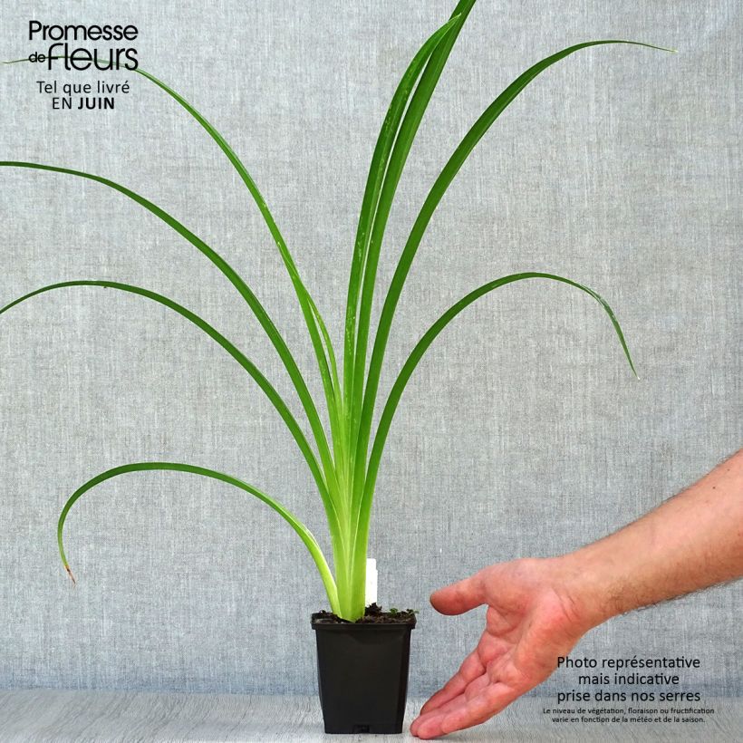 Exemplar von Hemerocallis Arctic Snow - Taglilie Kleine Töpfe von 8/9 cm wie im Sommer geliefert